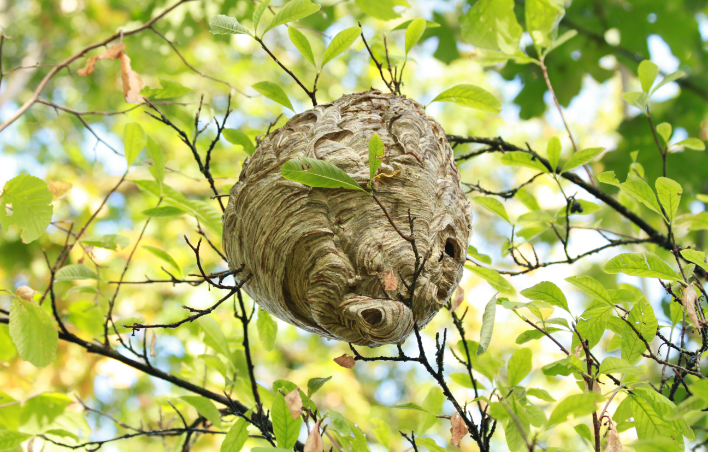 Nids de frelons asiatiques / insectes