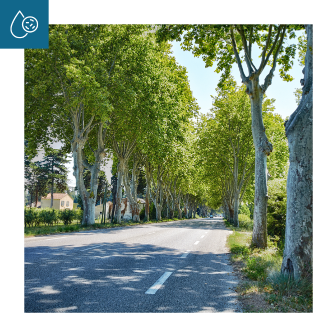 route traitement platanes